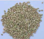 chicchi di grano saraceno