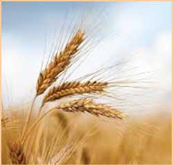 spiga di grano
