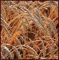 orzo