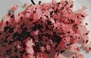 Fleur de Sel con Fiori di Hibiscus