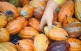 un cabossi di cacao