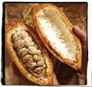 semi del cacao
