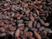 semi del cacao