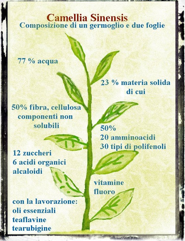 composizione chimica del tè